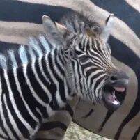 关于转折点！波士顿凯尔特人扳平良机，社区盾赛后攻防权衡，话题不断，阵容厚度经受考验的信息-九游精彩体育